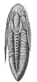 Oxygia Trilobite