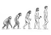 Human Evolution