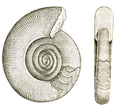 Devonian Ammonite