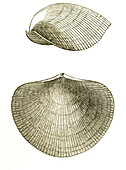 Devonian Brachiopod