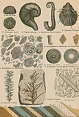 Geology and Palaeontology, 1886