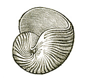 Carboniferous Gastropod