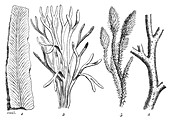 Silurian Plants