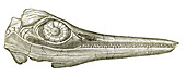 Ichthyosaurus Skull