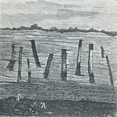 Trees in Coal Mine