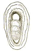 Foraminifera Fossil