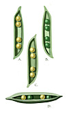 Mendel's Peas