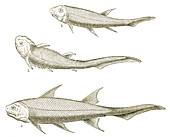 Devonian Fishes