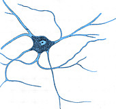 Ramified Nerve Cell From Grey Matter, 1852