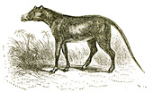 Anoplotherium