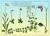 Linnaea Borealis, Linnaeus's Favorite Flower