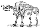 Titanotherium, Cenozoic Mammal