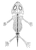 Amphibamus, Cenozoic Amphibian