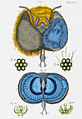 Historical Illustration of Honey Bee Eye