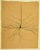 Pyramidal Cell in Cerebral Cortex, Cajal