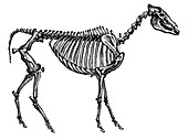 Hipparion, Cenozoic Mammal