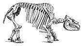 Toxodon, Cenozoic Mammal