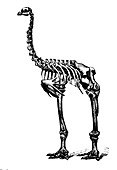 Dinornis, Giant Moa, Cenozoic Bird