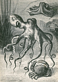 Octopi and Crab, 1833