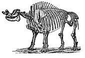 Brontops, Cenozoic Mammal