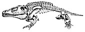 Cacops, Cenozoic Amphibian