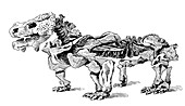 Pareiasaurus, Cenozoic Reptile