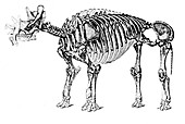 Uintatherium, Cenozoic Mammal