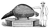 Glyptodon, Cenozoic Mammal