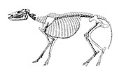 Hyracotherium, Cenozoic Mammal