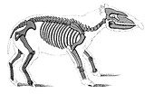 Palaeotherium, Cenozoic Mammal