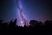 Milky Way over Evergreen Forest