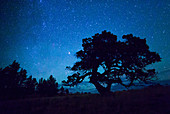 Night Sky and Juniper Tree