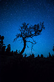 Stars and Small Tree, Oregon