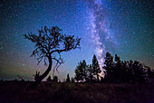 Milky Way and Small Tree, Central OR