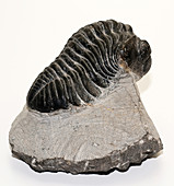 Trilobite fossil (Drotops megalomanicus)