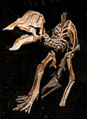 Hypacrosaurus Dinosaur Fossil
