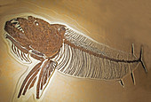 Xiphactinus Audax Fish Fossil