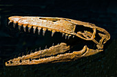 Mosasaur Skull Fossil