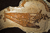 Tylosaurus Nepaeolicus Fossil