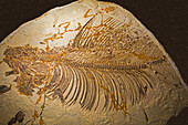 Pentanogmius Evolutus Fish Fossil