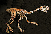 Conchoraptor Gracillis Dinosaur Fossil