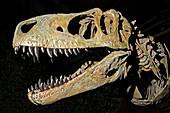 Albertosaurus Sarcophagus Fossil