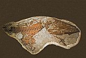 Clidastes Mosasaur Fossil