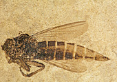 Robber Fly Fossil