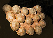 Dinosaur Egg Nest Hadrosaur