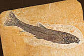 Fish Fossil Notogoneus Osculus