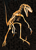 Velociraptor Dinosaur