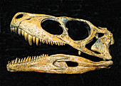 Herrerasaurus Dinosaur Skull