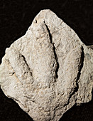 Acrocanthosaurus Dinosaur Footprint Fossil