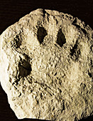 Saber Tooth Cat Paw Print Fossil